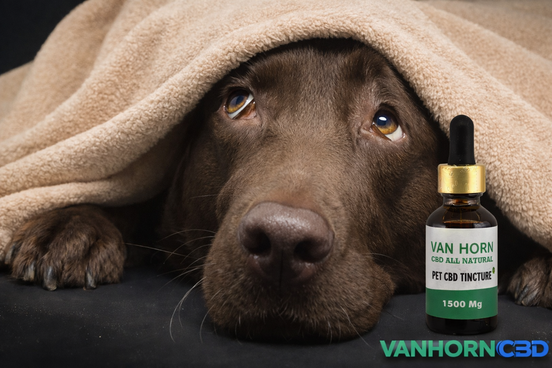 Keep Your Dog Calm During Fireworks This 4th of July