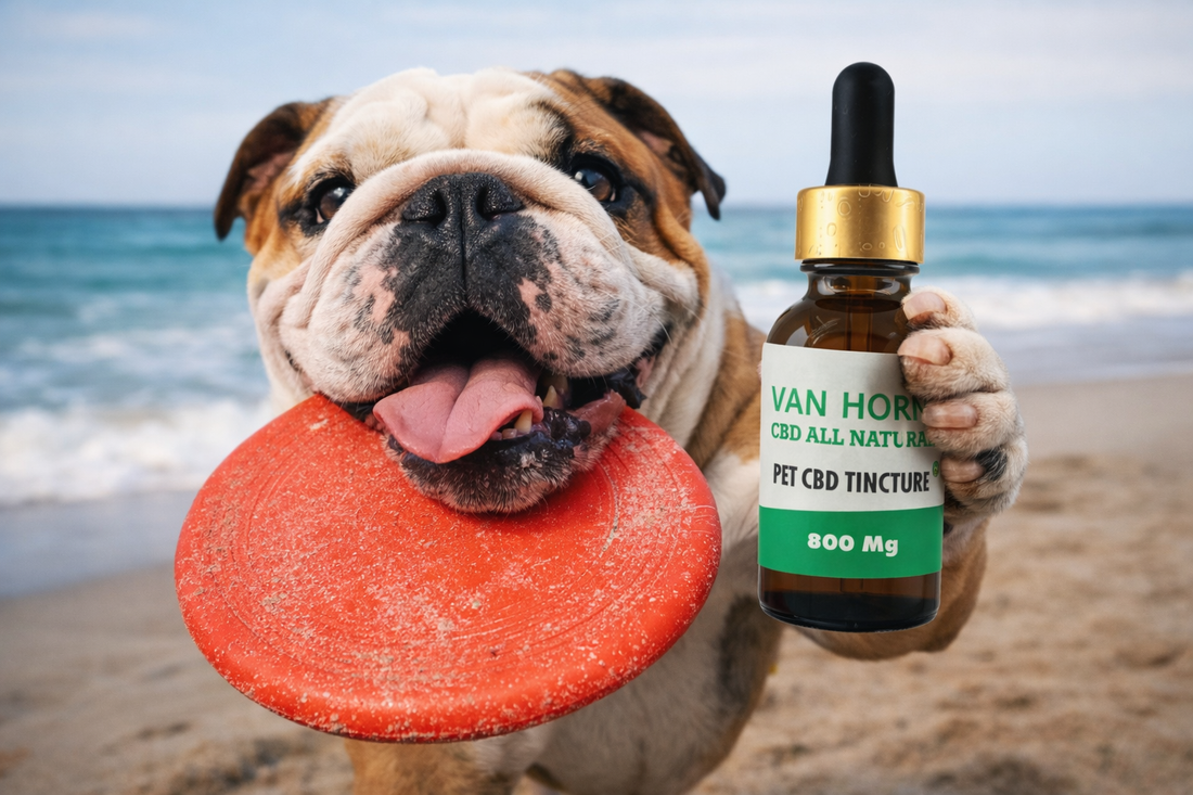 Best CBD Oil for Dogs: Finding the Right Fit for Every Age & Lifestyle