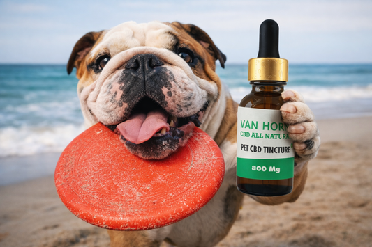 Best CBD Oil for Dogs: Finding the Right Fit for Every Age & Lifestyle