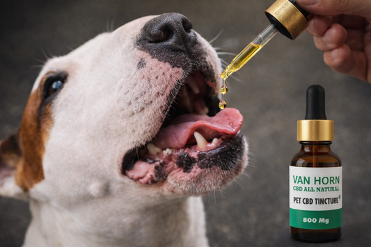 The Benefits of CBD Oil for Dogs