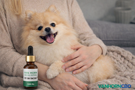 How to Identify the Critical Signs of Stress in a Dog